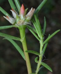 Portulaca suffrutescens