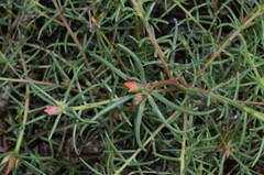 Portulaca suffrutescens