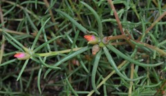 Portulaca suffrutescens