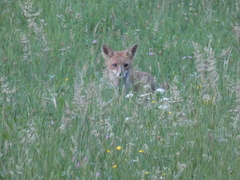 Vulpes vulpes crucigera