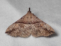 Squamipalpis pantoea