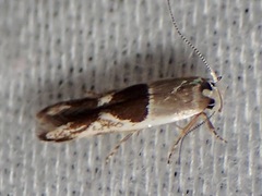 Stathmopoda megathyma