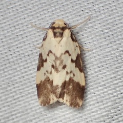 Goniosema anguliscripta
