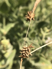 Carex serratodens