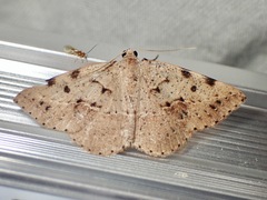 Taxeotis epigaea