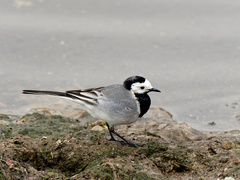 Motacilla alba alba