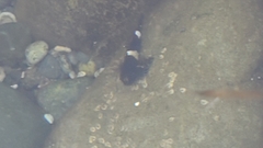 Clinocottus globiceps