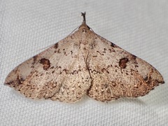 Squamipalpis pantoea