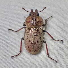 Cacostomus squamosus