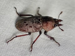 Cacostomus squamosus