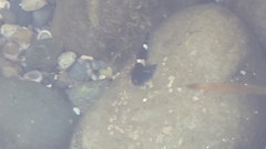 Clinocottus globiceps
