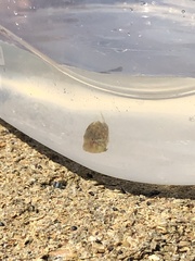 Stephanolepis hispida