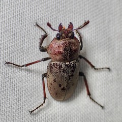 Cacostomus squamosus