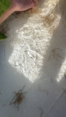 Centropristis striata