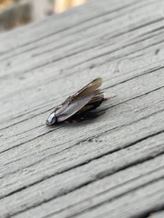 Pycnoscelus surinamensis