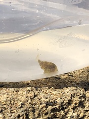 Stephanolepis hispida