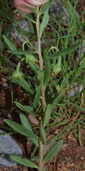 Talinum aurantiacum