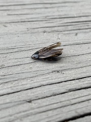 Pycnoscelus surinamensis