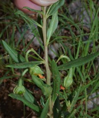 Talinum aurantiacum