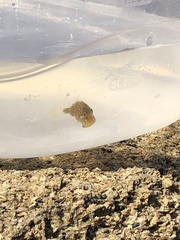 Stephanolepis hispida