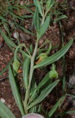 Talinum aurantiacum