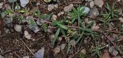Talinum aurantiacum