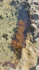 Rhodophyta