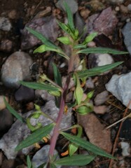 Talinum aurantiacum