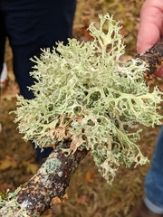 Evernia prunastri