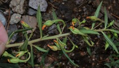 Talinum aurantiacum