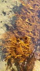 Rhodophyta