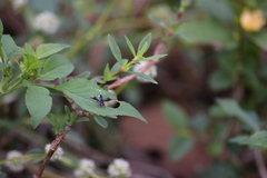 Ocyptamus dimidiatus