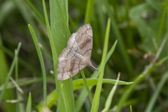 Phalaenostola metonalis