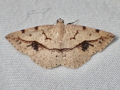 Taxeotis epigaea