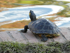 Trachemys scripta scripta