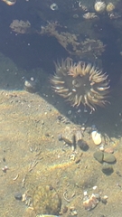 Anthopleura elegantissima