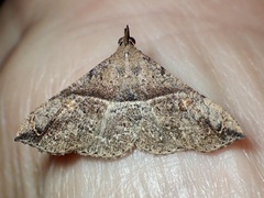 Squamipalpis pantoea