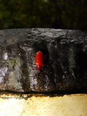Lilioceris formosana