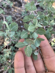Symphoricarpos rotundifolius