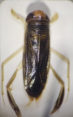 Sigara striata