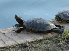 Trachemys scripta