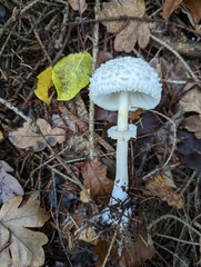 Leucoagaricus nympharum