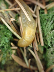Malacolimax