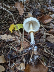 Leucoagaricus nympharum