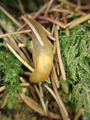 Malacolimax