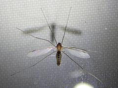 Leptotarsus