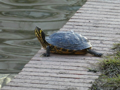 Trachemys scripta scripta