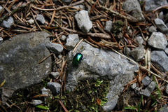Chrysolina herbacea