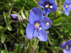 Veronica fruticans