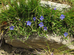 Veronica fruticans